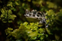 Ropucha zelena - Bufotes viridis - European Green Toad 0455